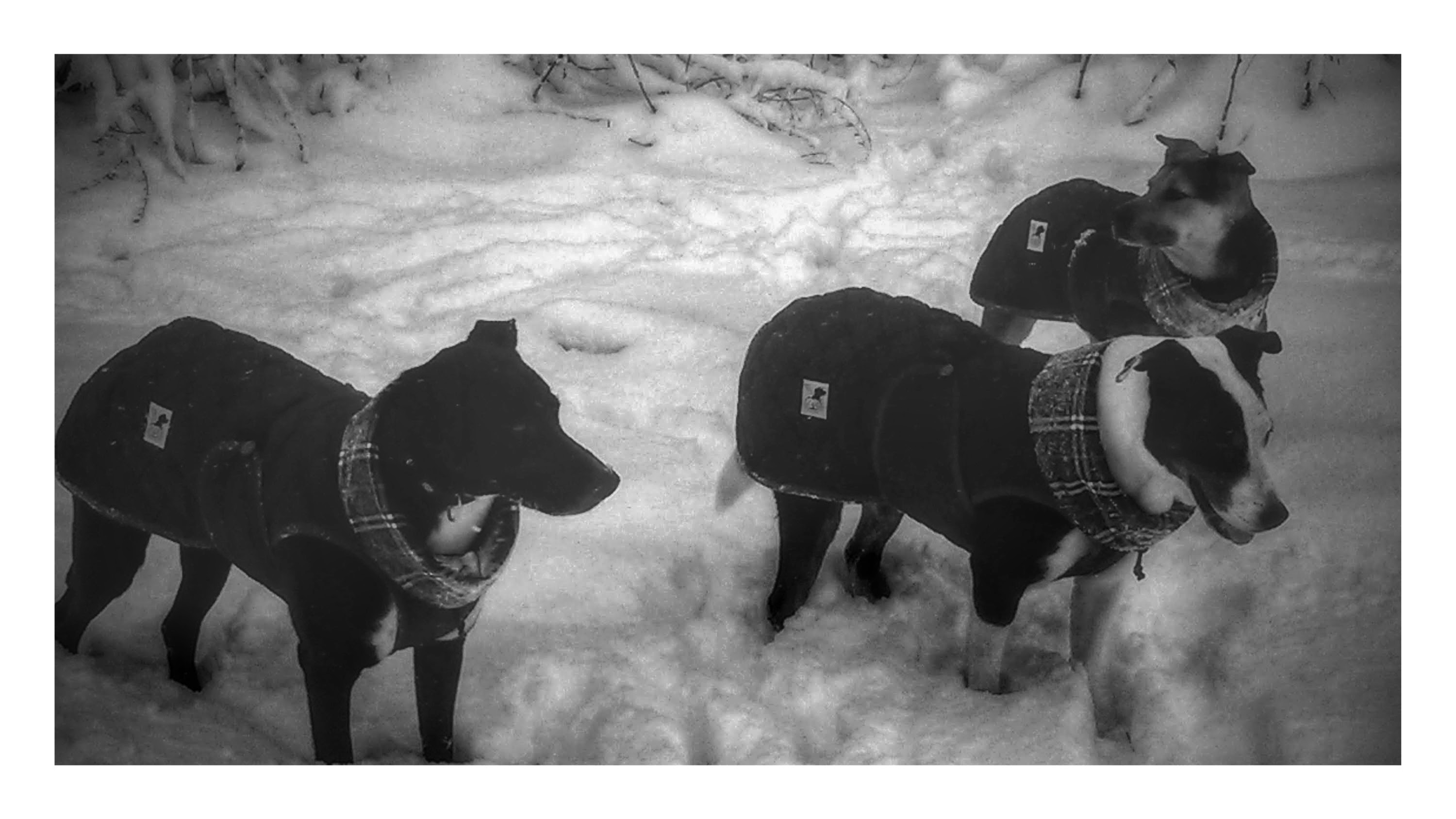 abrigo-impermeable-para-perro-color-negro