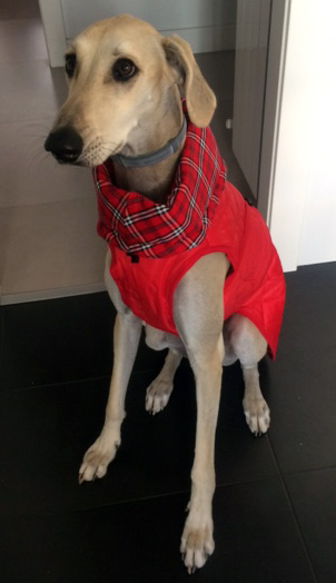 abrigo-impermeable-rojo-para-perro