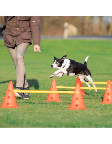 Set de conos y varillas de agility para perros