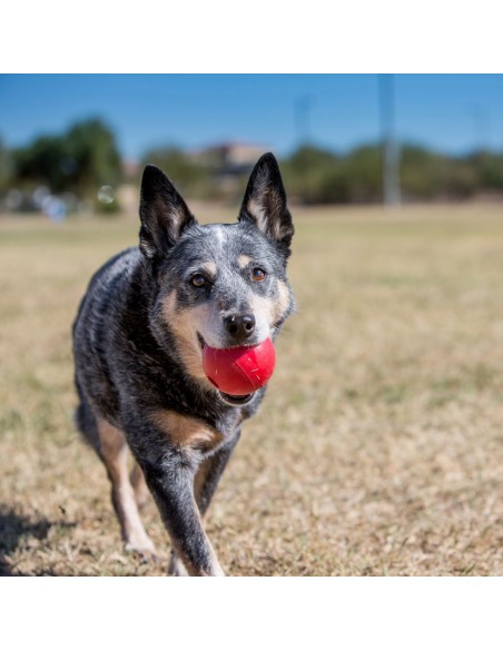 Pelota Kong