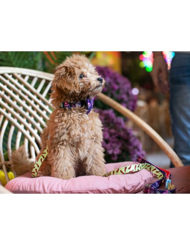 Collar de Neopreno Dukier México