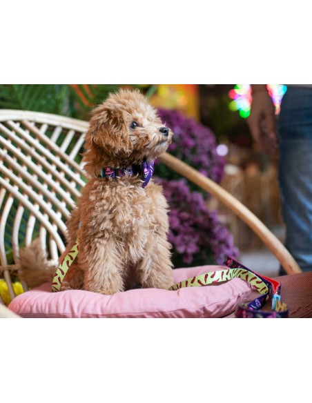 Collar de Neopreno Dukier México