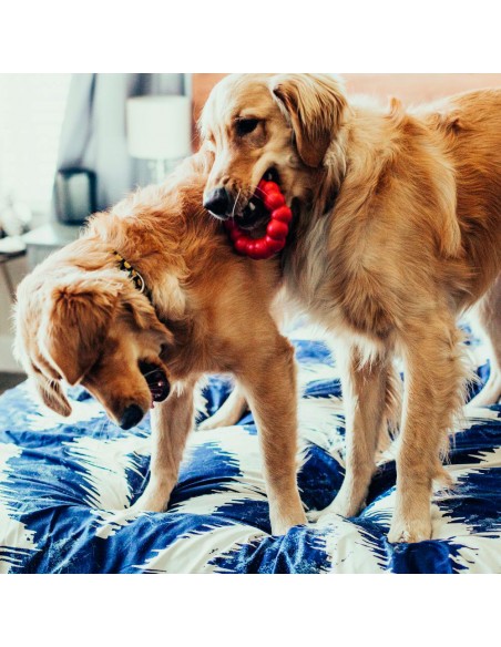 mordedor Ring de Kong