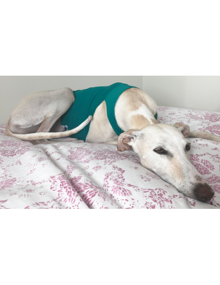 Peto para galgo en lycra