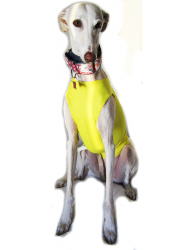 Peto para galgo en lycra amarillo