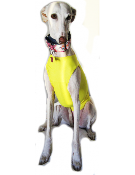 Peto para galgo en lycra amarillo Peto para galgo en lycra amarillo