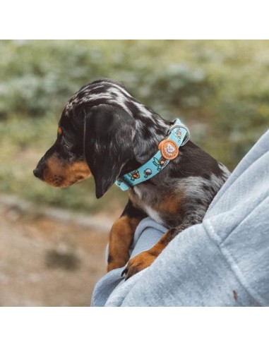 Collar de Neopreno Dukier Tortuga