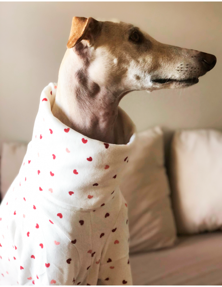 Pijama para galgo modelo corazones Pijama para galgo modelo corazones