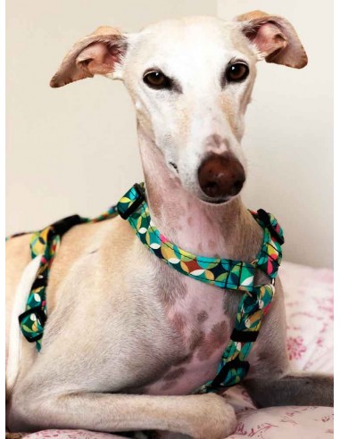 Arnes antiescape especial para galgos