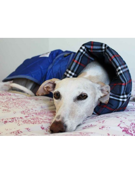 abrigo impermeable acolchado galgo color turquesa