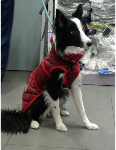 Abrigo acolchado para perros con cuello alto color Granate