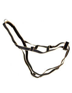 Arnes Cani Cross