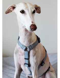 arnes-seguridad-galgo