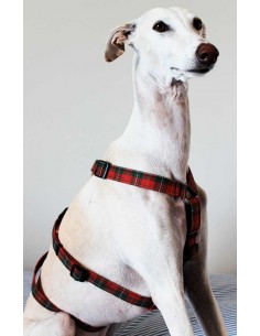 arnes-seguridad-galgo
