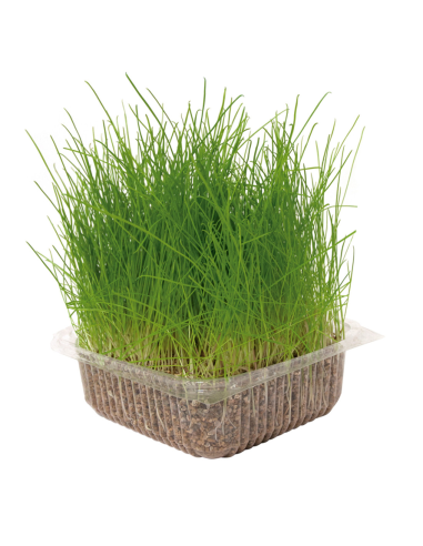 Hierba  natural para gato