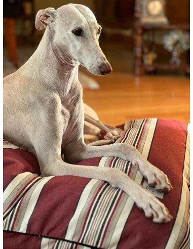 Cama especial para galgo modelo Teruel