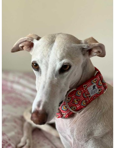 collar-galgo-algodon