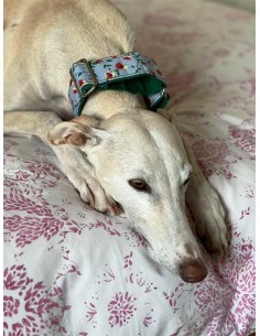 collar-galgo-algodon