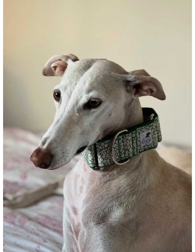 collar galgo algodon