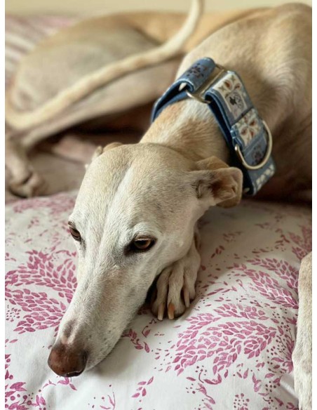 Collar galgo en tela loneta azul con cuadrados