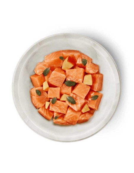 Terra Canis Felis Adulto Salmón