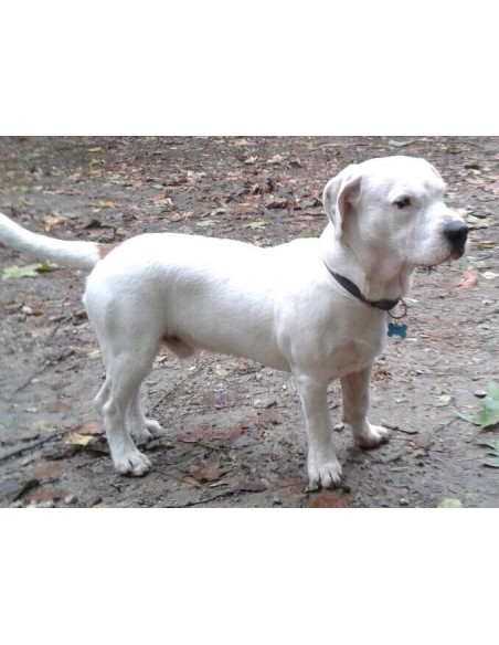 Accesorios para perro chapa identificativa metálica para perro que se puede escribir a mano