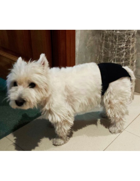 Accesorios para perros - braguita celo