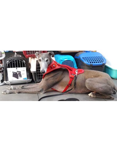 Arnés para galgo marca BELKA Arnés para galgo marca BELKA