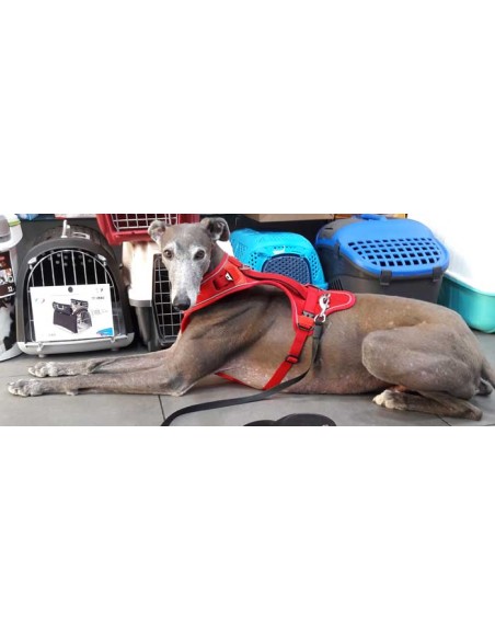 Arnés para galgo marca BELKA
