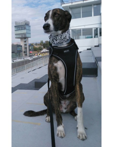 Arnés para galgo marca BELKA