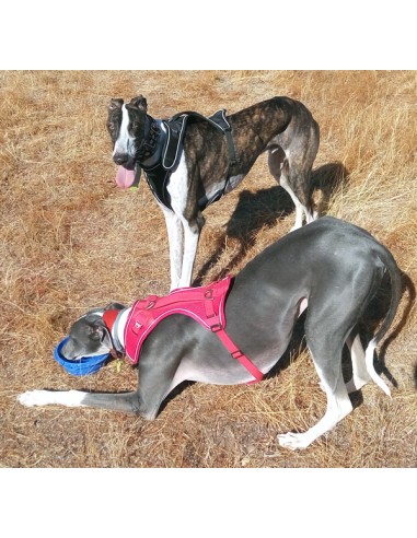 Arnés para galgo marca BELKA Arnés para galgo marca BELKA