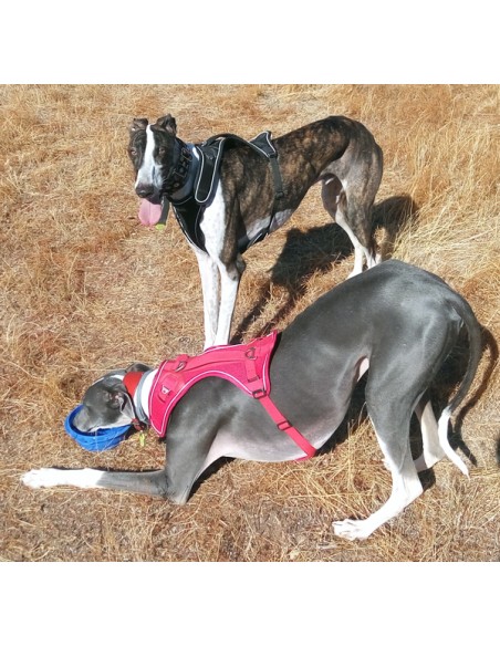 Arnés para galgo marca BELKA