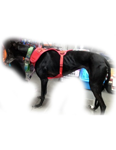 Arnés para galgo marca BELKA Arnés para galgo marca BELKA