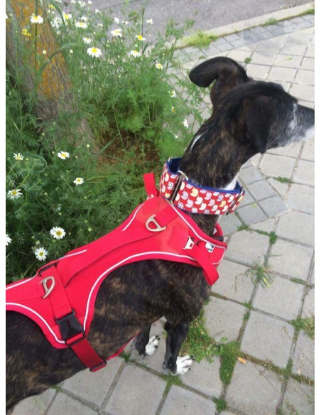Arnés para galgo marca BELKA