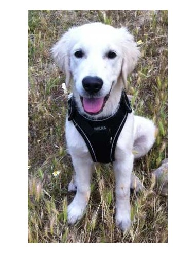 Arnés para galgo marca BELKA