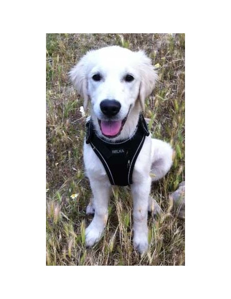 Arnés para galgo marca BELKA