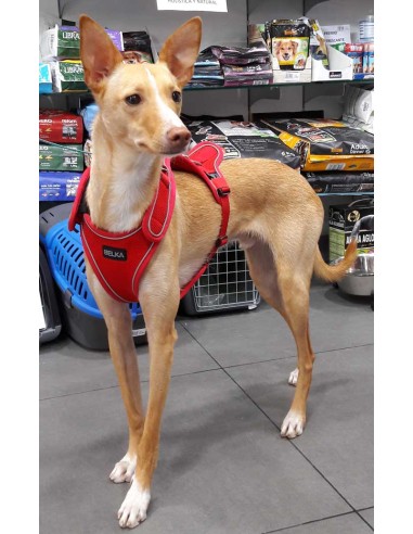 Arnés para galgo marca BELKA Arnés para galgo marca BELKA