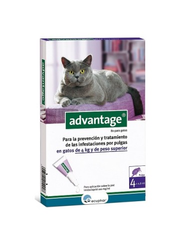 Advantage 80 para gato de 4 kg o superior, Ecuphar