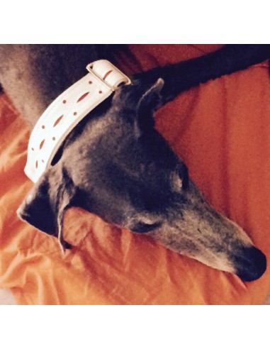 Collar para galgo en piel blanco calado extrasuave Collar para galgo en piel blanco calado extrasuave