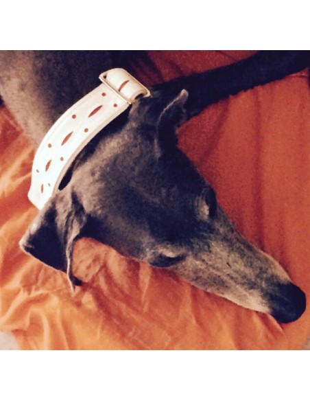 Collar para galgo en piel blanco calado extrasuave Collar para galgo en piel blanco calado extrasuave