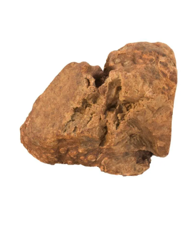 Raíz natural masticable para perro, Bubimex
