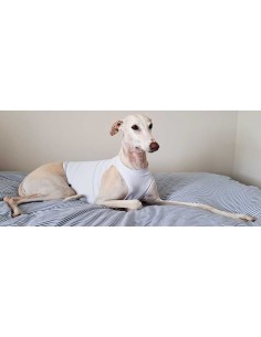 Peto para galgo color blanco