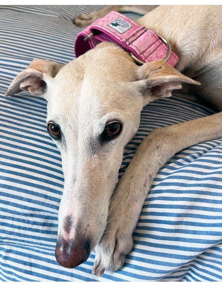 collar-galgo-algodon