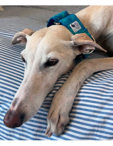 collar-galgo-algodon