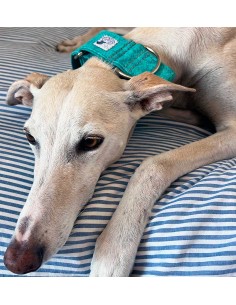 collar-galgo-algodon