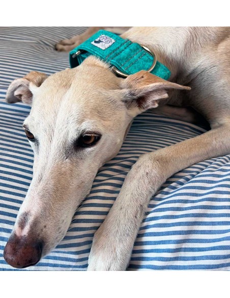 collar-galgo-algodon
