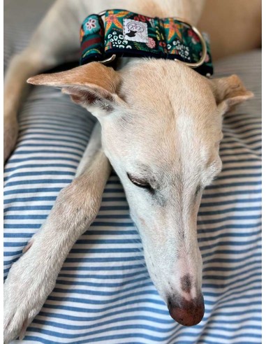collar-galgo-algodon
