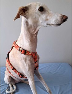 arnes-algodon-antiescape-galgo