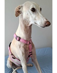 arnes-algodon-antiescape-galgo