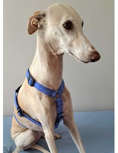 arnes-algodon-antiescape-galgo